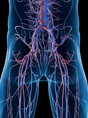 3D Rendered Medical Illustration of a man's vascular system of the lower body