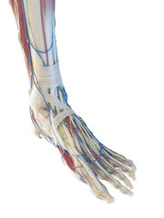 Obraz na płótnie Canvas 3D Rendered Medical Illustration of a man's foot