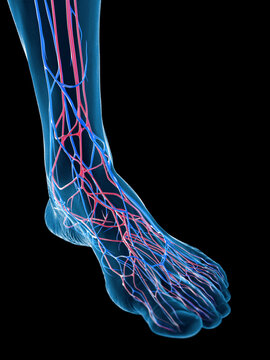 3D Rendered Medical Illustration of the veins of the foot