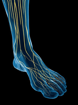 3D Rendered Medical Illustration of the nerves of the foot