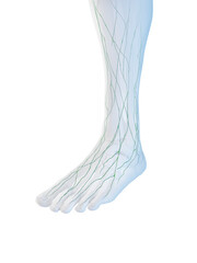 3D Rendered Medical Illustration of the lymphatics of the foot