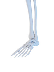 3D Rendered Medical Illustration of the bones of the foot