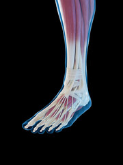 3D Rendered Medical Illustration of the muscles of the foot