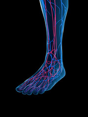 3D Rendered Medical Illustration of the veins of the foot