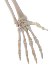 3D Rendered Medical Illustration of the bones of the hand