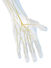 Obraz na płótnie Canvas 3D Rendered Medical Illustration of the nerves of the hand
