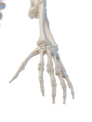 3D Rendered Medical Illustration of the bones of the hand
