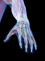 3D Rendered Medical Illustration of the structure of the hand