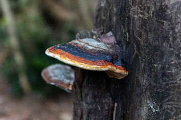 Colorful polypore growing on a beech tree - obrazy, fototapety, plakaty