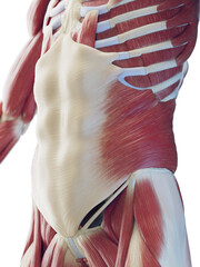 3D Rendered Medical Illustration of a man's abdominal muscles
