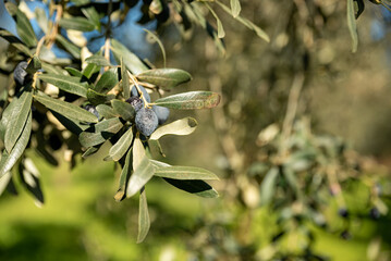 Olive oil trees full of olives.olive harvest , traditional olive farming concept