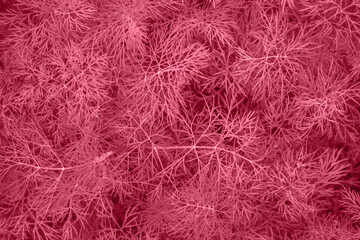 2023 Viva Magenta Colored abstract background. Fresh green dill close-up background. Green nature food background.
