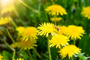 dandelions on a green meadow. Bee collects pollen and honey