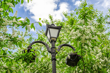 A lamppost among flowering trees in spring.