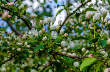 Buds on an apple tree branch on a spring day.