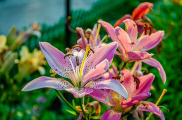 Lilies close-up in the garden at dawn.