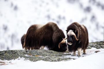 A herd of Musk ox walk and feed between the moss-covered rocks in Dovrefjell, Norway