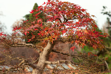 Naklejka premium Arboles en otoño con día nublado