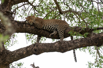 Léopard, Panthère, Panthera pardus, Afrique du Sud