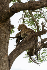 Obraz na płótnie Canvas Léopard, Panthère, Panthera pardus, Afrique du Sud