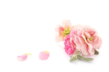 Naklejka premium pink flower of mitthiola isolated on a white background