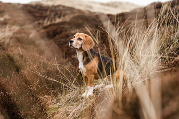 Hund, Beagle in der Heide, Meer