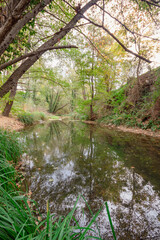 Fototapeta na wymiar Verde río con el reflejo de los árboles que lo rodean en sus aguas con las hojas caídas de sus ramas sobre él bajo un cielo nublado.