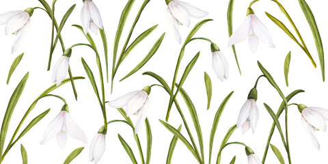 Watercolor easter illustration of bouquet of snowdrops, horizontal banner on white background