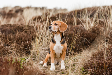 Hund, Beagle in der Heide, Meer