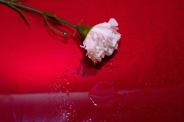 Clavel blanco en sobre un fondo rojo con gotas de la lluvia de un día de primavera con diferentes...