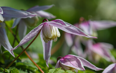 Flowering plant Clematis Willy.