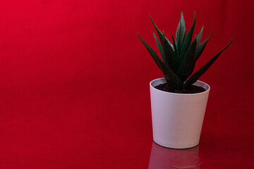 Maceta blanca con un cactus verde plantado sobre un fondo rojo con el reflejo en el suelo con gotas por la lluvia de primavera.