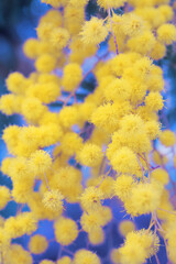 abstract vivid background with blooming yellow mimosa