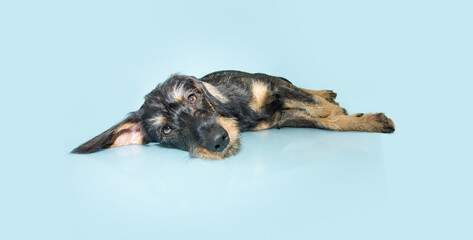 Sad pet puppy dog lying down with big ears. Isolated on blue pastel background. Blue Monday concept