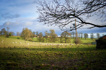 Obraz premium A flock of sheep, livestock, lying down in a field on a sunny day on a farm, North East Egland countryside, UK.