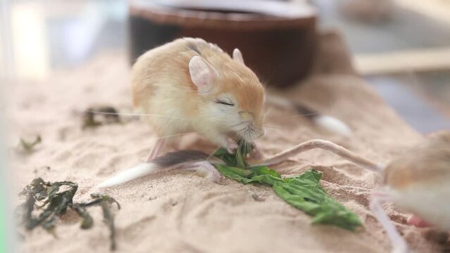 Jerboa or desert kangaroo rat is eating leaves in the aquarium