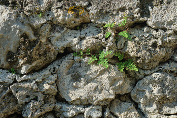 Old rough stone fence masonry with young wild stone fern leaves overgrown with moss and plants, idea for background or texture