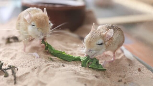 Two jerboas or desert kangaroo rats eating leaves in an aquarium