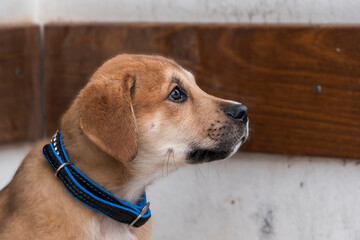 Portrait eines Golden Retriever Welpen