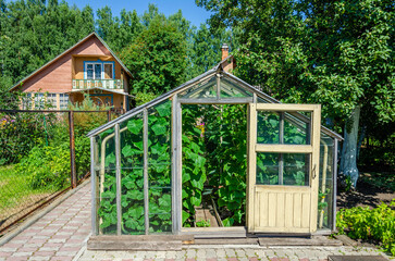 A greenhouse on a suburban plot on a summer day.