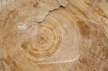 A sawn tree with annual rings.