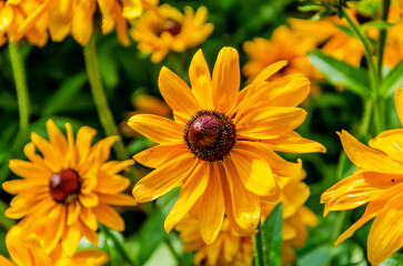 Rudbeckia flower in the garden on a summer day. Macro photo of Rudbeckia.
