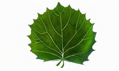 big leaf on white background created with Generative AI