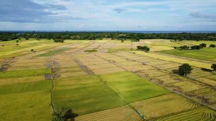 Aerial shot of rice fields. View of rice fields using drone.