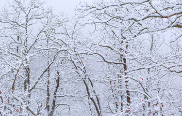 openwork tree branches covered with fresh snow