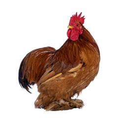 Adult Buff Black Columbia Cochin rooster, standing side ways. Head turned over shoulder looking backwards. Isolated cutout on a transparent background.