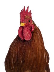 Head shot of Adult Buff Black Columbia Cochin rooster, standing facing front. Looking towards camera. Isolated cutout on a transparent background.