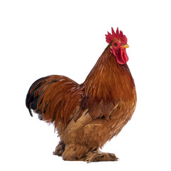 Adult Buff Black Columbia Cochin rooster, standing side ways. Isolated cutout on a transparent background.