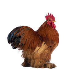 Majestic adult Buff Black Columbia Cochin rooster, standing side ways showing tail. Head turned over shoulder looking towards camera. Isolated cutout on a transparent background.