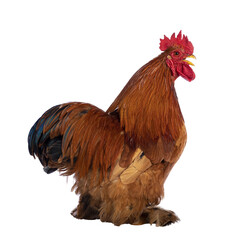 Majestic adult Buff Black Columbia Cochin rooster, standing side ways showing tail. Head turned over shoulder looking towards camera. Isolated cutout on a transparent background.